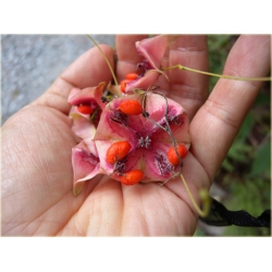 krzewy Trzmielina wielkoskrzydła K188